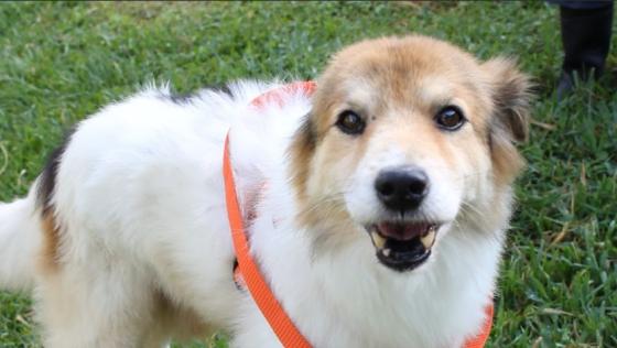 perros y gatos adopción La Perla Medellín perros y gatos adopción La Perla Medellín