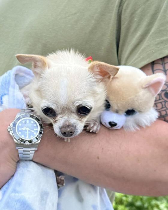 Las mascotas de Sofía Vergara Las mascotas de Sofía Vergara