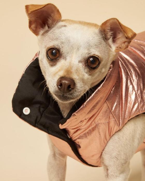 Las mascotas de Sofía Vergara Las mascotas de Sofía Vergara