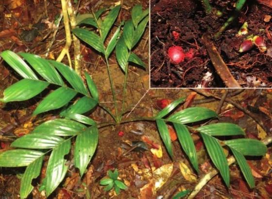 Descubren nueva especie de palmera Palmera que fructifica debajo de la tierra