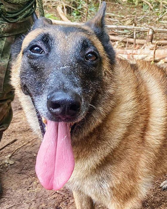 Perro Wilson: Así lucía cuando era cachorro Perro Wilson: Así lucía cuando era cachorro