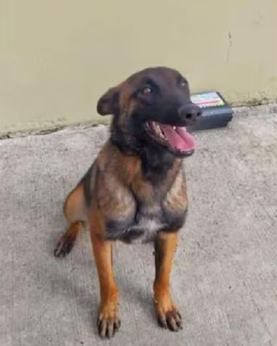 Perro Wilson: Así lucía cuando era cachorro Perro Wilson: Así lucía cuando era cachorro