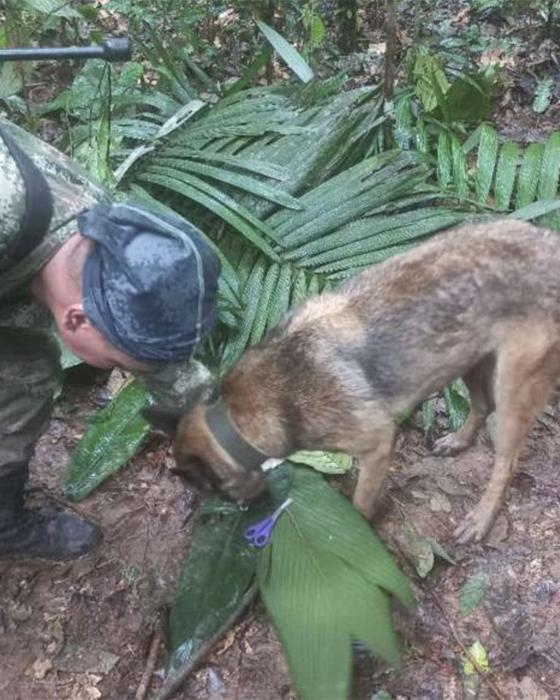 Perro Wilson: Así lucía cuando era cachorro Perro Wilson: Así lucía cuando era cachorro