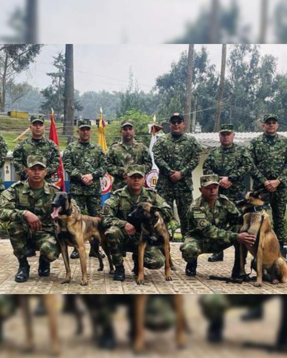 Perro Wilson: Así lucía cuando era cachorro Perro Wilson: Así lucía cuando era cachorro