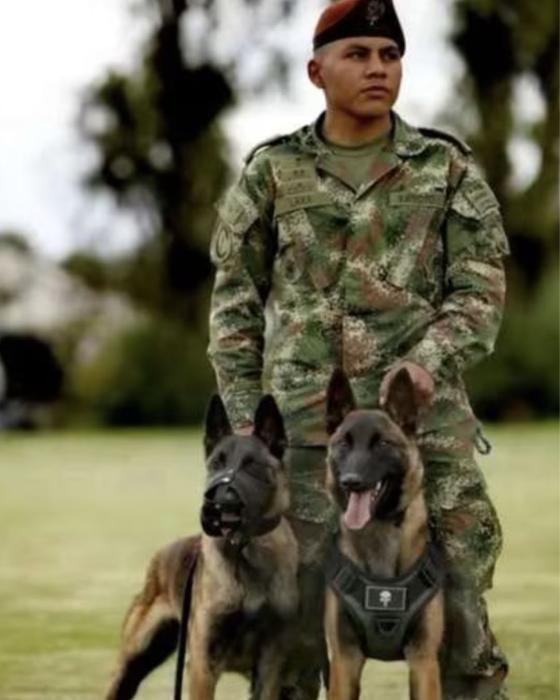 Perro Wilson: Así lucía cuando era cachorro Perro Wilson: Así lucía cuando era cachorro