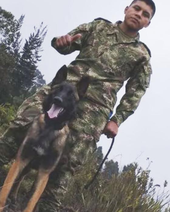 Perro Wilson: Así lucía cuando era cachorro Perro Wilson: Así lucía cuando era cachorro