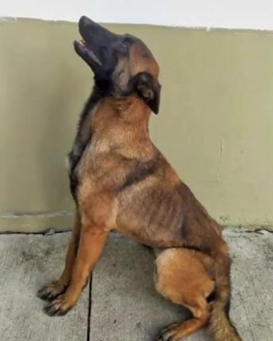 Perro Wilson: Así lucía cuando era cachorro Perro Wilson: Así lucía cuando era cachorro