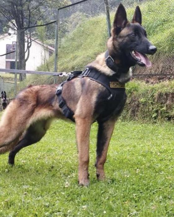 Perro Wilson: Así lucía cuando era cachorro Perro Wilson: Así lucía cuando era cachorro
