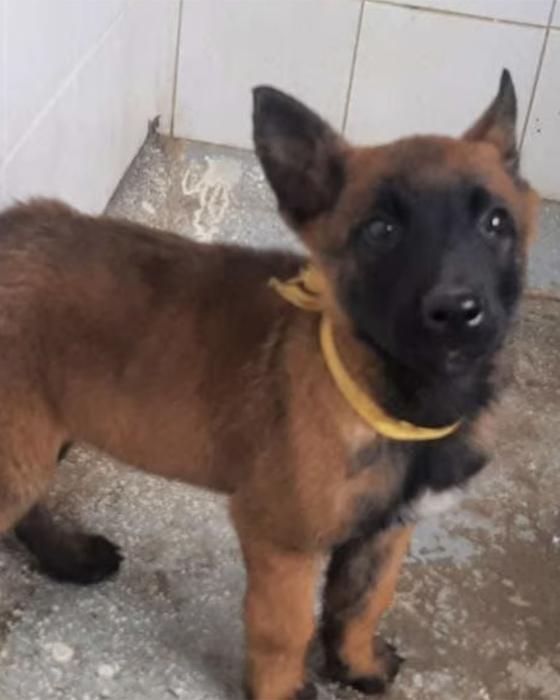 Perro Wilson: Así lucía cuando era cachorro Perro Wilson: Así lucía cuando era cachorro