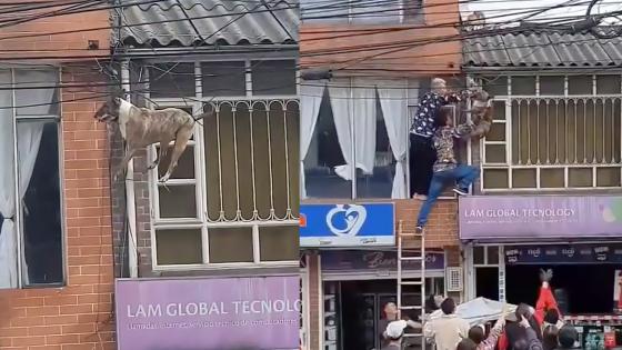 perro colgando cables energía 