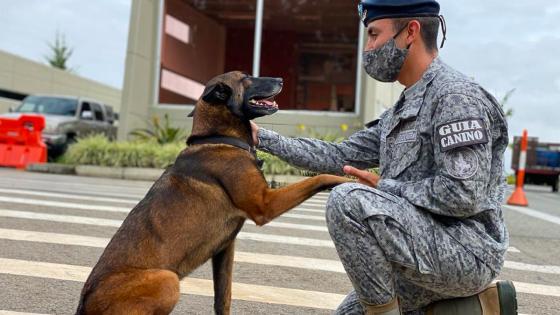Una nueva oportunidad merecen todos los héroes caninos que durante su vida sirvieron a la patria. Una nueva oportunidad merecen todos los héroes caninos que durante su vida sirvieron a la patria.