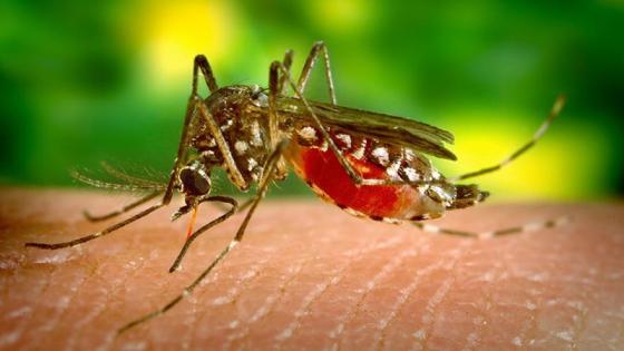 Dengue Colombia Dengue Colombia