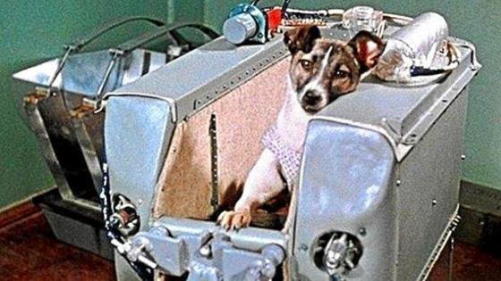 En el mes de noviembre de 1957, Laika se convirtió en el primer viviente en orbitar la tierra.