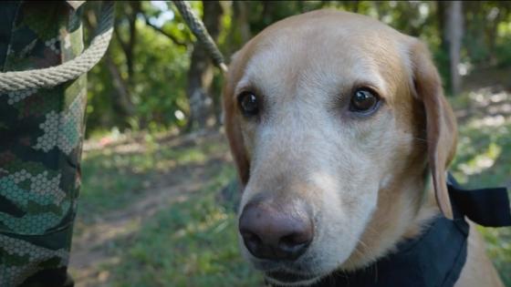 Los perritos antiexplosivos de Tolemaida Los perritos antiexplosivos de Tolemaida