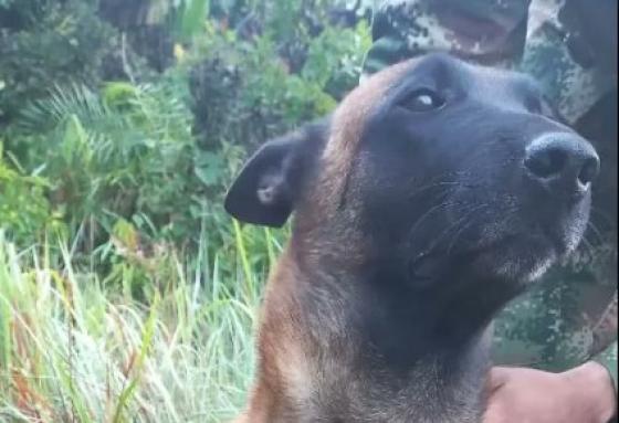 perro Guaviare Óliver Wilson perro Guaviare Óliver Wilson