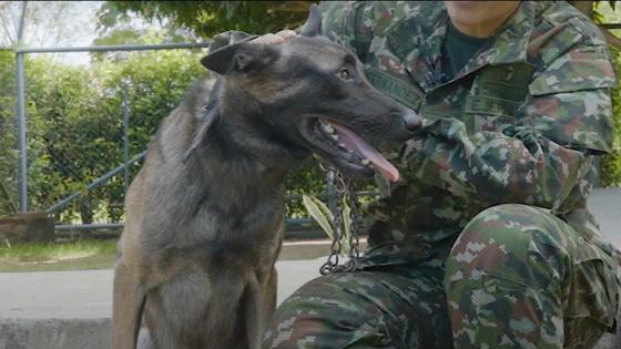 Perro pastor belga malinois del Ejército Nacional 