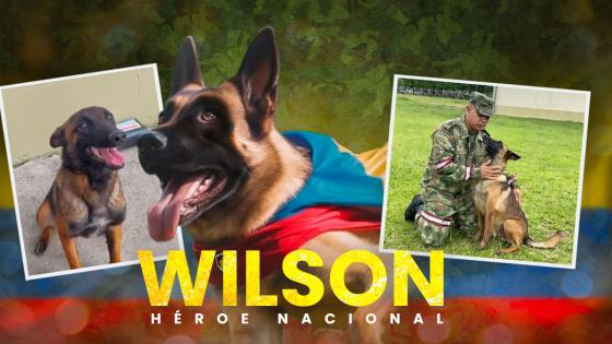 Perro Wilson: Así lucía cuando era cachorro