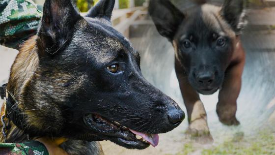 Wilson y la escuela canina de Tolemaida Wilson y la escuela canina de Tolemaida