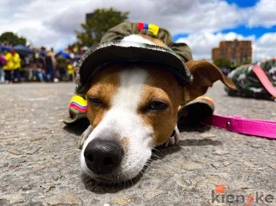 Las mejores imágenes del desfile del 20 de julio en Bogotá