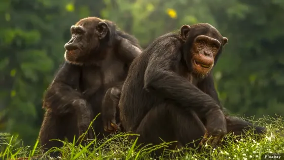 Dos chimpancés de un zoológico fallecieron en Risaralda