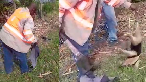 Un hombre con un hacha mató a un oso hormiguero Un hombre con un hacha mató a un oso hormiguero