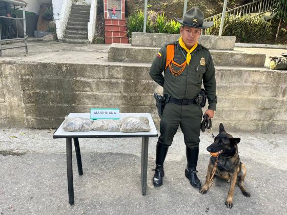 Perro marihuana Medellín Perro marihuana Medellín