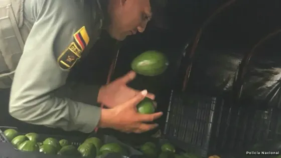 Aguacate incautado en la frontera Colombo-Venezolana Aguacate incautado