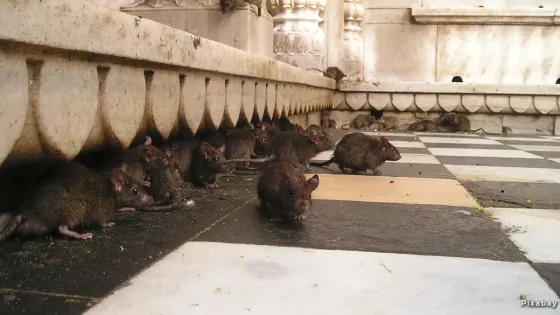 Ratas Ratas