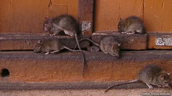 Ratas-2 Ratas-2