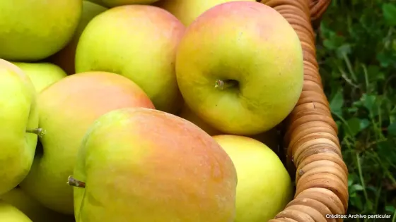 Manzana Manzana