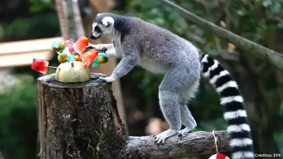 Animales de zoológico de Cali les llegó su Navidad: les obsequiaron un banquete Animales de zoológico de Cali les llegó su Navidad: les obsequiaron un banquete