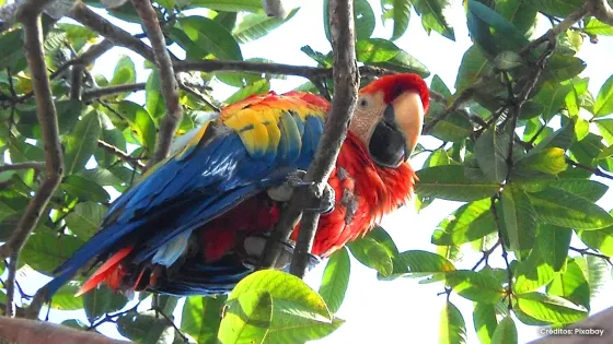 Colombia ya no es el país con mayor diversidad de aves en el mundo Colombia ya no es el país con mayor diversidad de aves en el mundo
