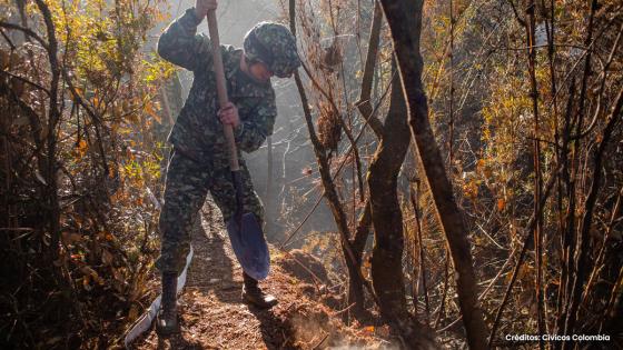 Forestal Forestal