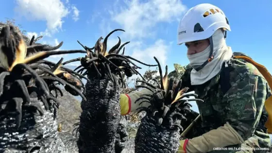 Bomberos Bomberos