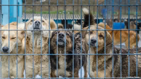 perros perros