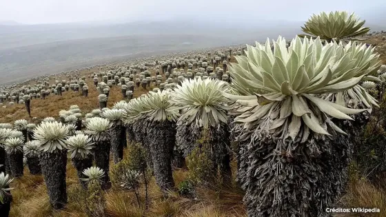 Colombia gana litigio contra multinacional por minería en páramos Colombia gana litigio contra multinacional por minería en páramos