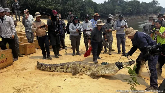 cocodrilos-liberados cocodrilos-liberados
