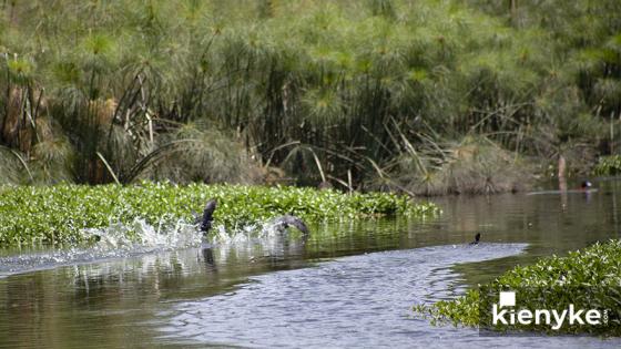 Humedal Córdoba: El paraíso Verde de Bogotá