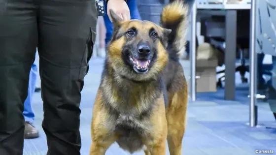 La UNGRD usará perros para detectar dinero en sus instalaciones