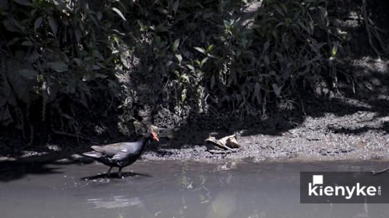 Humedal Córdoba: El paraíso Verde de Bogotá