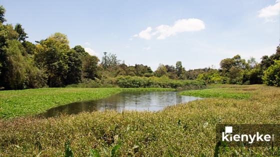 Humedal Córdoba: El paraíso Verde de Bogotá Humedal Córdoba: El paraíso Verde de Bogotá