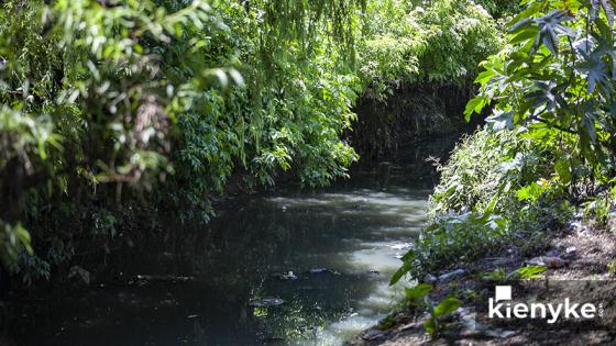 Humedal Córdoba: El paraíso Verde de Bogotá Humedal Córdoba: El paraíso Verde de Bogotá