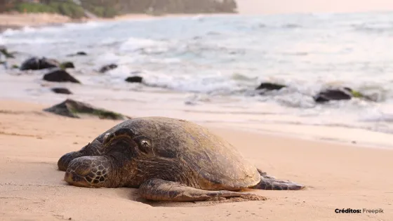 tortugas tortugas