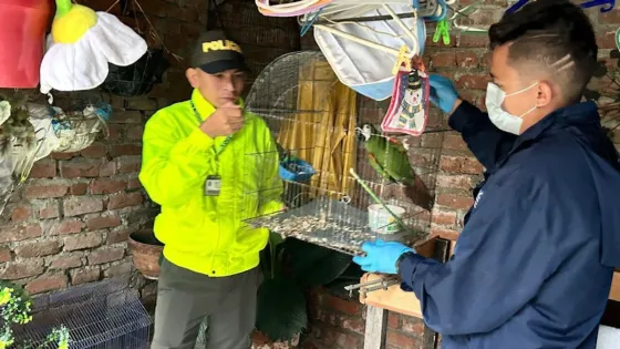 Capturan a traficantes de fauna silvestre que operaba por WhatsApp Capturan a traficantes de fauna silvestre que operaba por WhatsApp