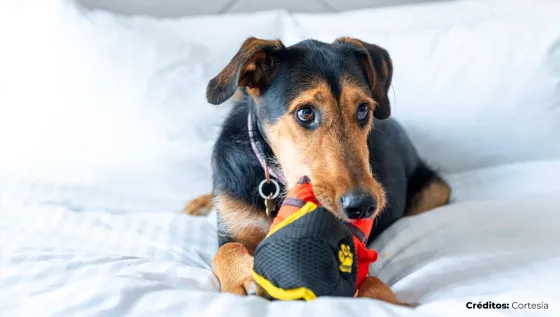 Día del perro Día del perro