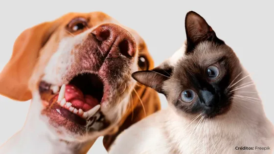 ¿Por qué está creciendo la población de mascotas en Latinoamérica? ¿Por qué está creciendo la población de mascotas en Latinoamérica?