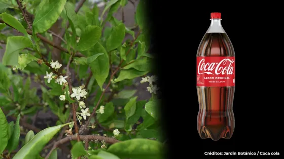 Coca Coca