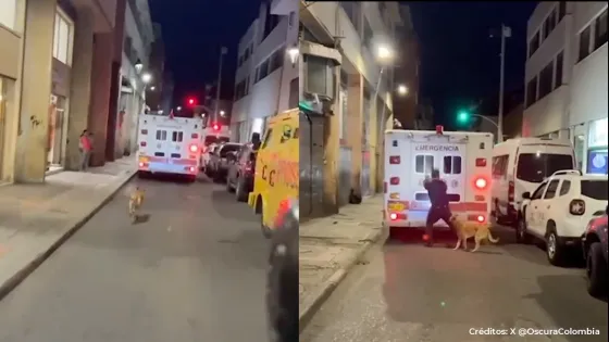 ¡Conmovedor! Perro acompañó a su dueño en ambulancia ¡Conmovedor! Perro acompañó a su dueño en ambulancia