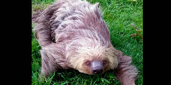 Oso perezoso Oso perezoso