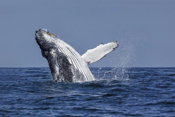 Ballenas Ballenas